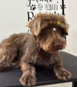 Belinha