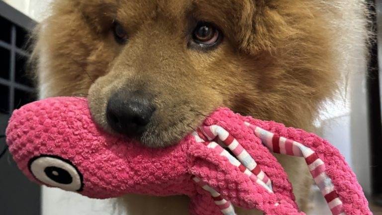 Realeza - Serviços Pet Shop