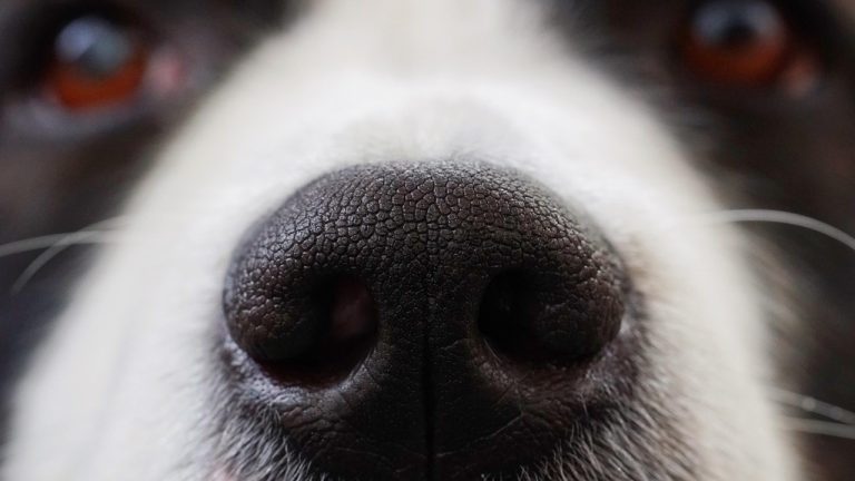 home- dog nose